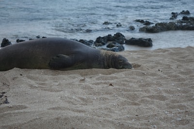 水体附近棕色沙滩上的灰色海狮